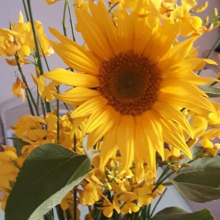 Il Girasole Del Lago Piediluco Exteriör bild