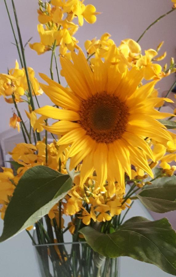 Il Girasole Del Lago Piediluco Exteriör bild